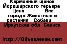 Карманный щенок Йоркширского терьера › Цена ­ 30 000 - Все города Животные и растения » Собаки   . Иркутская обл.,Саянск г.